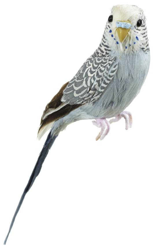 Budgerigar Grey 20cm