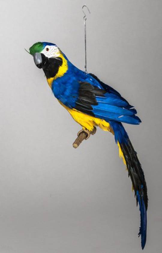 Blue Macaw 65cm